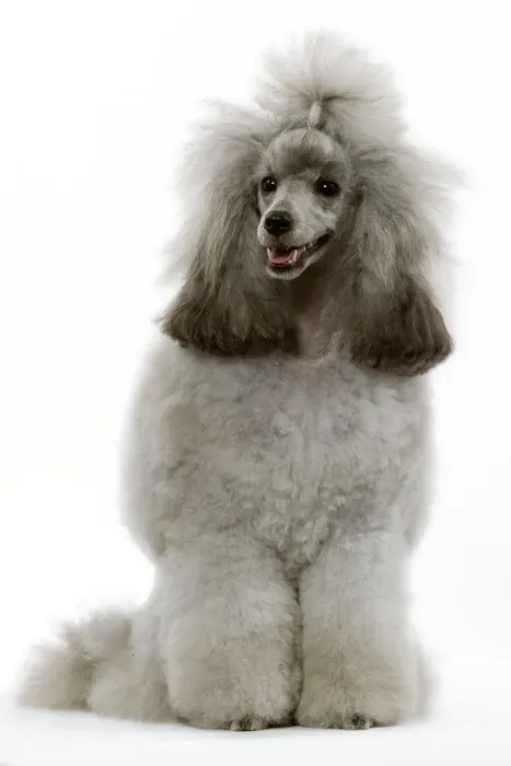 Framed Print : Dog - Poodle (caniche nain) Framed Print : Dog - Poodle (caniche nain)