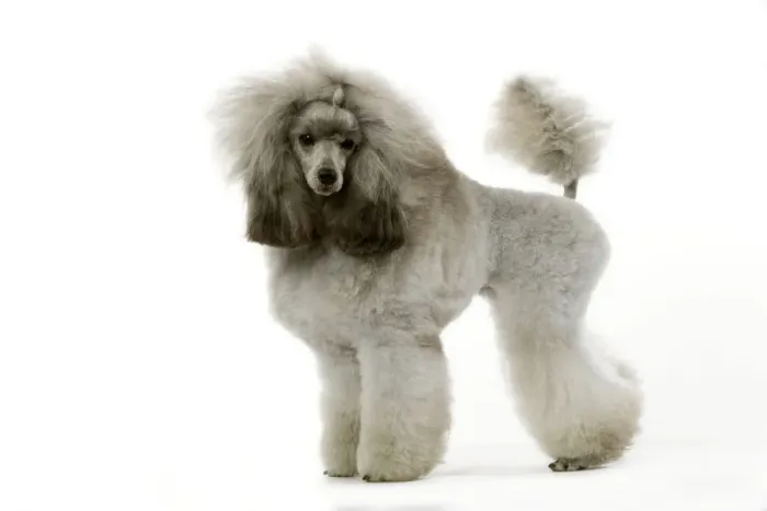 Framed Print : Dog - Poodle (caniche nain) Framed Print : Dog - Poodle (caniche nain)
