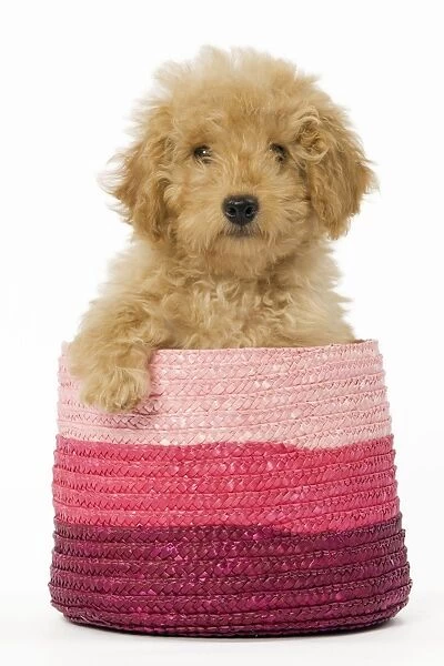 Dog - Poodle in pink basket