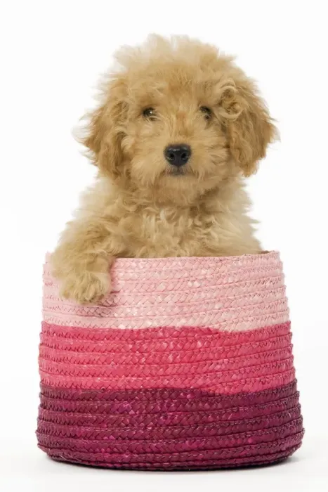 Framed Print : Dog - Poodle in pink basket Framed Print : Dog - Poodle in pink basket