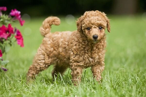 Dog - poodle puppy, abricot