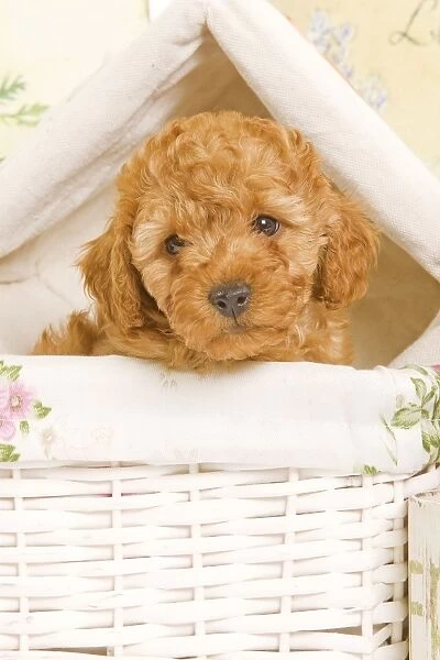 Dog - Poodle puppy in basket