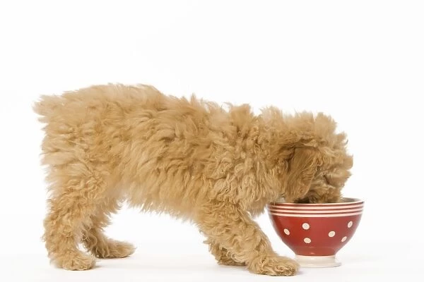 Dog - Poodle - puppy eating from red bowl