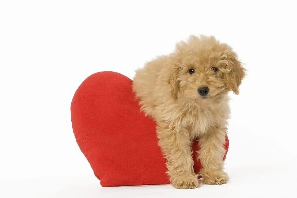 Dog - Poodle with red heart cushion
