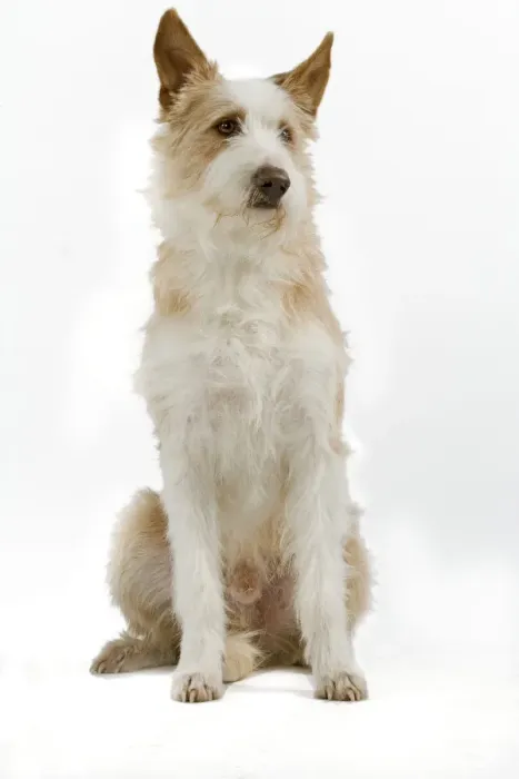 Framed Print : Dog - Portuguese Podengo in studio