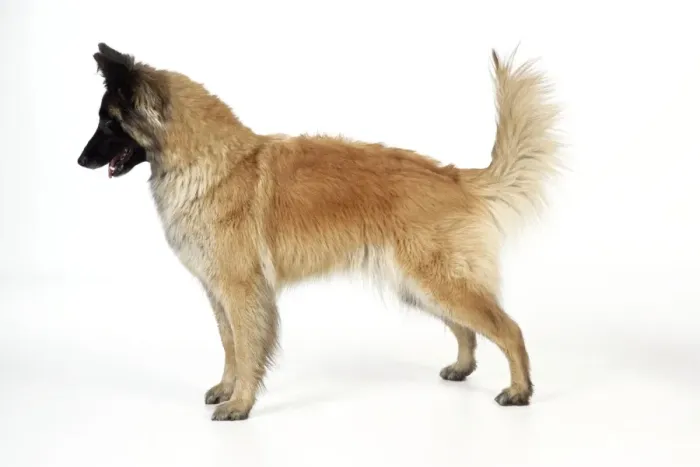 Framed Print : DOG Posture. Dominant Framed Print : DOG Posture. Dominant