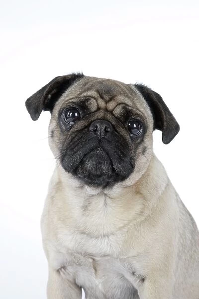 DOG. Pug. JD-19178. DOG. Pug. Also known as Carlin or Mops