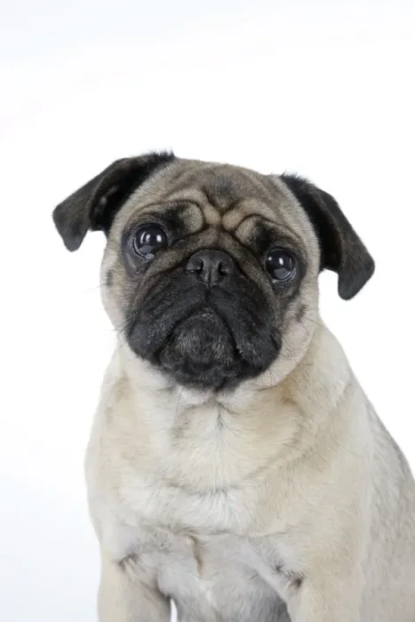 Framed Print : DOG. Pug. JD-19178. DOG. Pug. Also known as Carlin or Mops Framed Print : DOG. Pug. JD-19178. DOG. Pug. Also known as Carlin or Mops