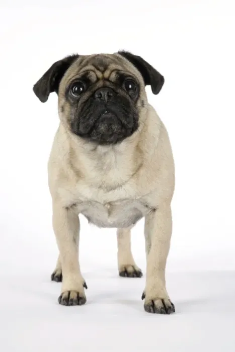 Framed Print : DOG. Pug. JD-19185. DOG. Pug. John Daniels Framed Print : DOG. Pug. JD-19185. DOG. Pug. John Daniels