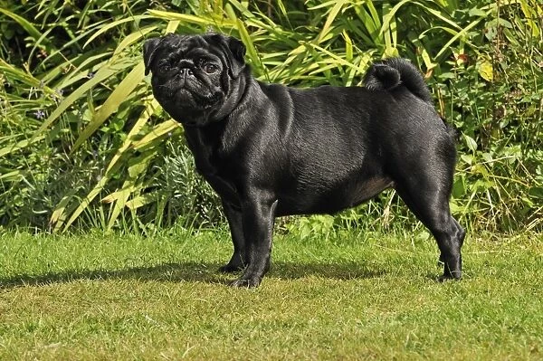DOG. Pug. JD-21125. DOG. Pug. Also known as Carlin or Mops