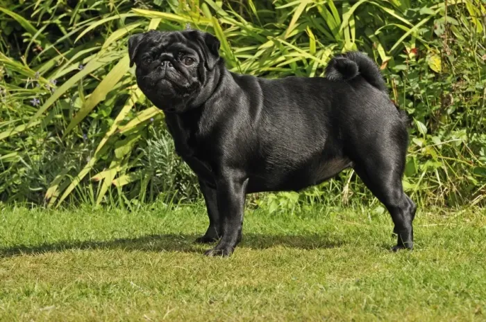 Framed Print : DOG. Pug. JD-21125. DOG. Pug. Also known as Carlin or Mops Framed Print : DOG. Pug. JD-21125. DOG. Pug. Also known as Carlin or Mops