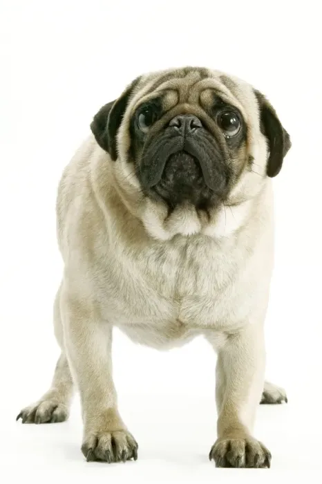Framed Print : Dog - Pug. LA-2287. Dog - Pug. Jean Michel Labat Framed Print : Dog - Pug. LA-2287. Dog - Pug. Jean Michel Labat