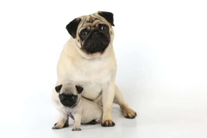 Framed Print : DOG. Pug adult with puppy ( 6 wks old ) Framed Print : DOG. Pug adult with puppy ( 6 wks old )