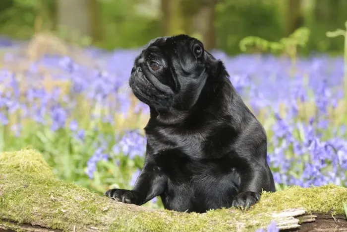 Framed Print : DOG. Pug in bluebells Framed Print : DOG. Pug in bluebells