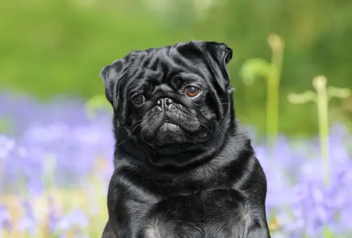 Framed Print : DOG. Pug in bluebells Framed Print : DOG. Pug in bluebells