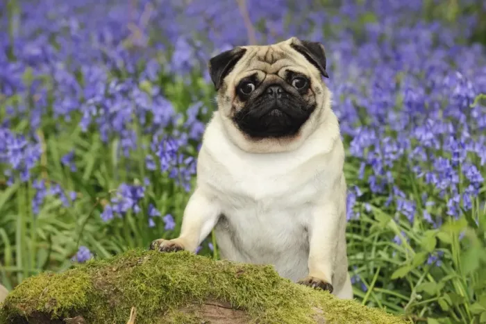Framed Print : DOG. Pug in bluebells Framed Print : DOG. Pug in bluebells