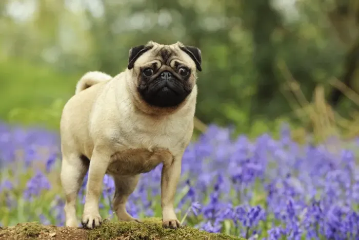 Framed Print : DOG. Pug in bluebells Framed Print : DOG. Pug in bluebells
