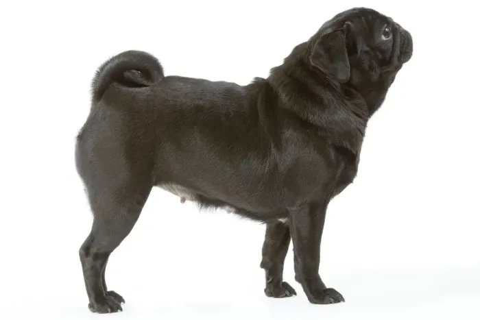 Framed Print : Dog - Pug / Carlin / Mops Framed Print : Dog - Pug / Carlin / Mops