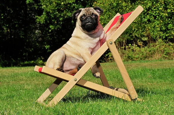 DOG. Pug in a deck chair