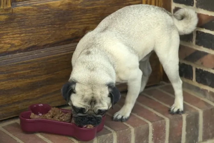 Framed Print : Dog - Pug eating Framed Print : Dog - Pug eating