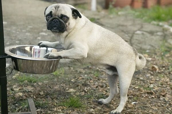 Dog - Pug eating from raised bowl