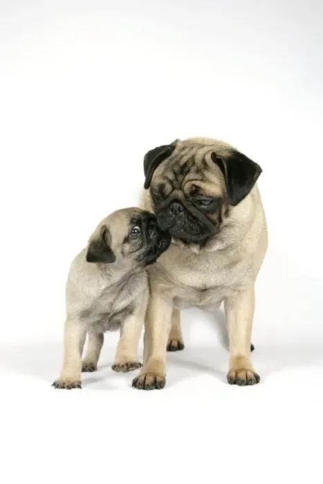 Framed Print : DOG. PUG ( fawn ) with 7 week old puppy Framed Print : DOG. PUG ( fawn ) with 7 week old puppy