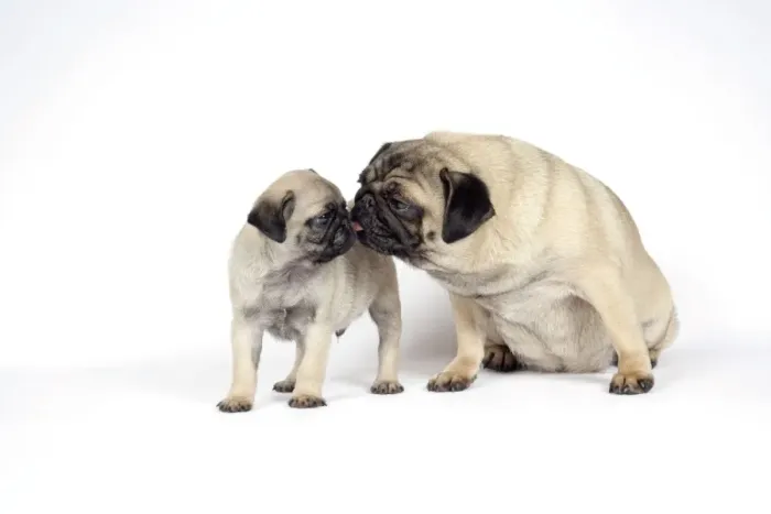Framed Print : DOG. PUG ( fawn ) with 7 week old puppy Framed Print : DOG. PUG ( fawn ) with 7 week old puppy