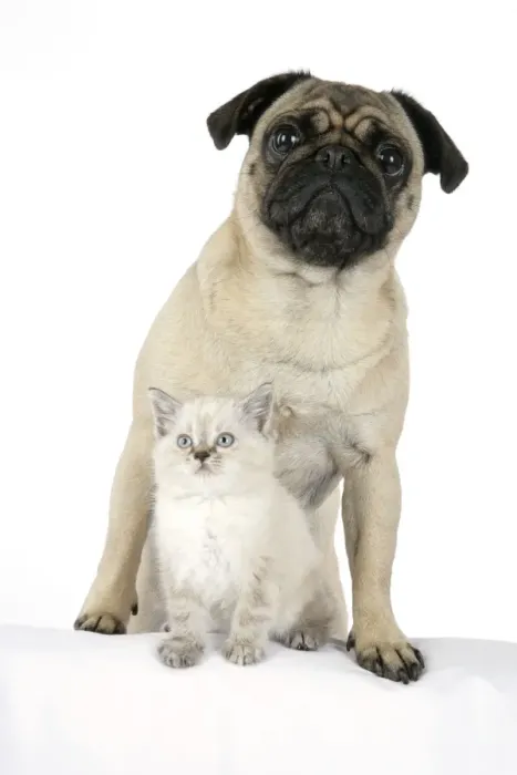 Framed Print : DOG. Pug with a kitten Framed Print : DOG. Pug with a kitten