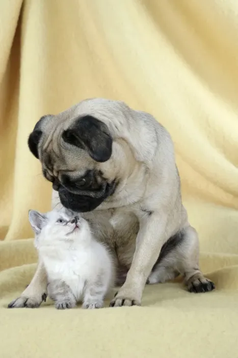 Framed Print : DOG. Pug with a kitten Framed Print : DOG. Pug with a kitten