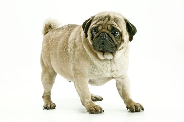 Dog - Pug Also know as Carlin or Mops