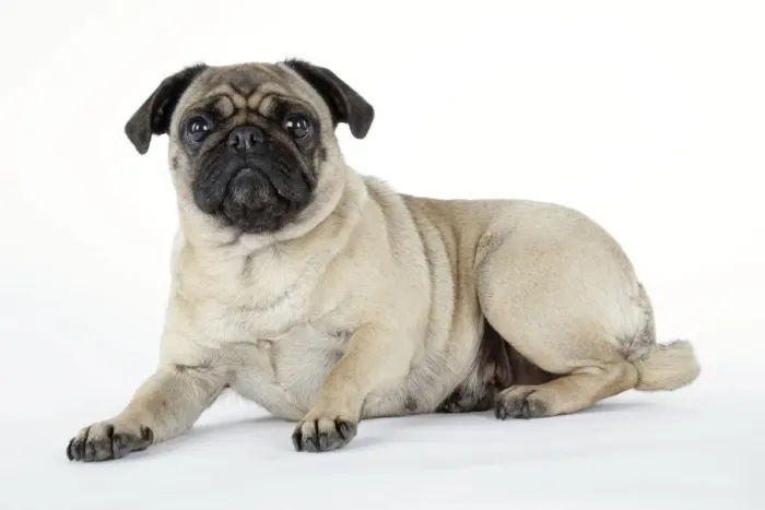 Framed Print : DOG. Pug laying down Framed Print : DOG. Pug laying down