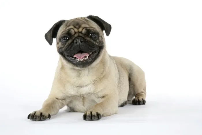 Framed Print : DOG. Pug laying down Framed Print : DOG. Pug laying down