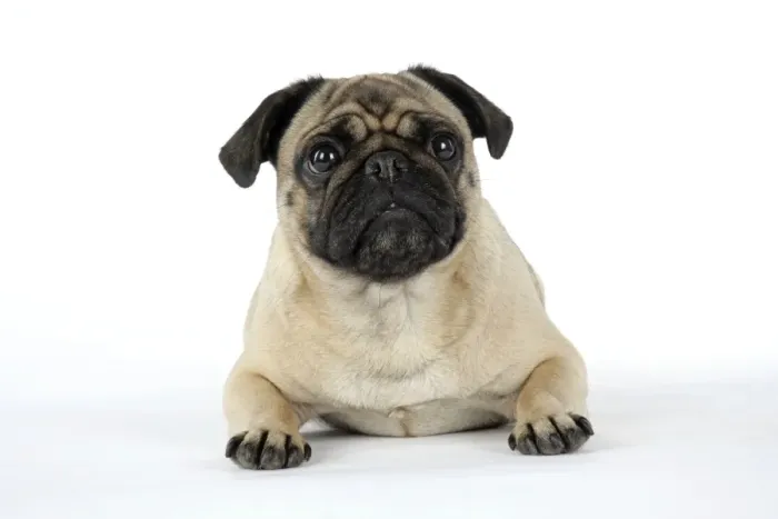 Framed Print : DOG. Pug laying down Framed Print : DOG. Pug laying down