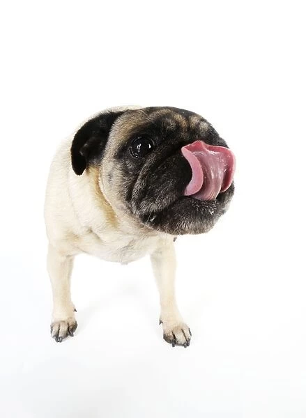 DOG. Pug licking its nose