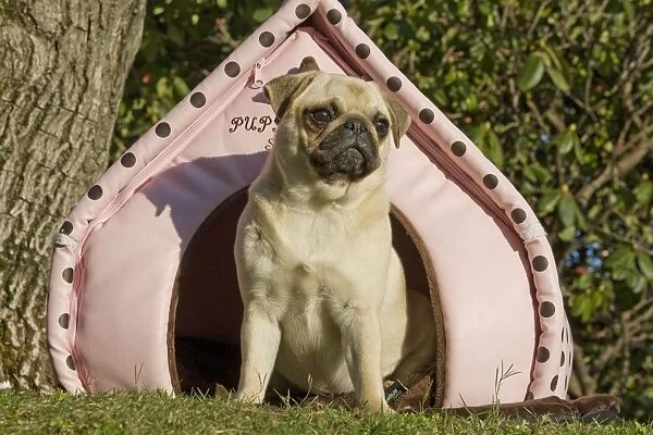 Dog - pug outside sitting by pink dog house