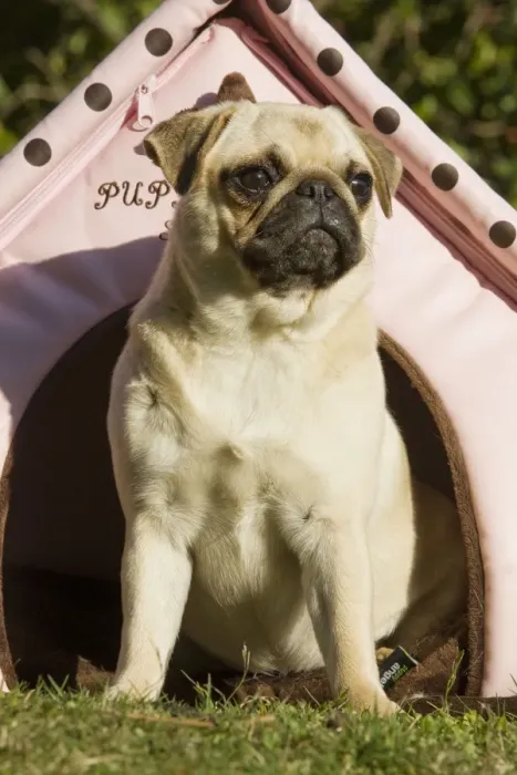 Framed Print : Dog - pug outside sitting by pink dog house Framed Print : Dog - pug outside sitting by pink dog house
