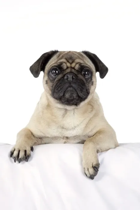 Framed Print : DOG. Pug with paws over ledge Framed Print : DOG. Pug with paws over ledge