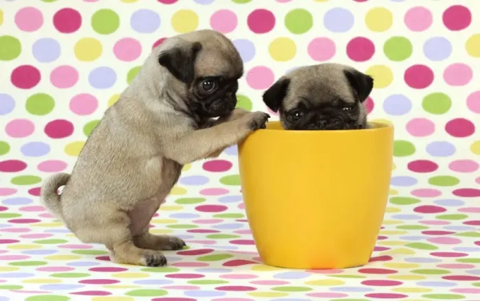 Framed Print : DOG. Pug puppies ( 6 wks old ) in a yellow pot Framed Print : DOG. Pug puppies ( 6 wks old ) in a yellow pot