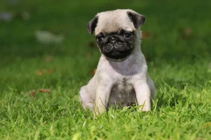 Framed Print : DOG. Pug puppy ( 6 wks old ) Framed Print : DOG. Pug puppy ( 6 wks old )