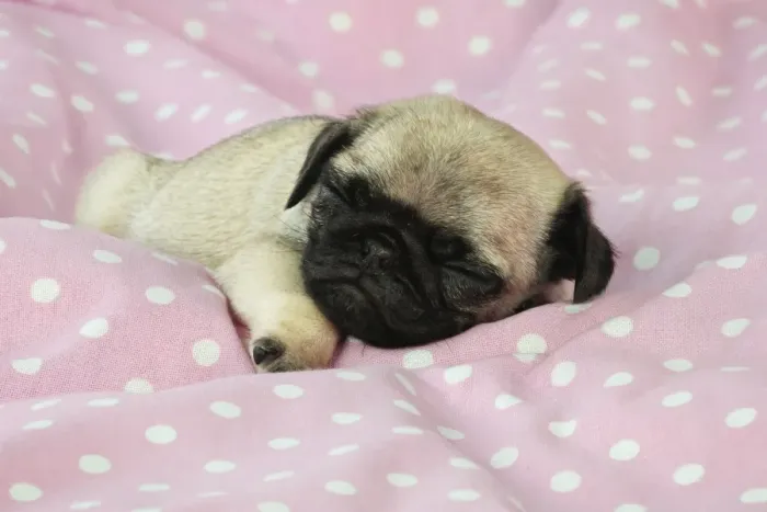 Framed Print : DOG. Pug puppy ( 6 wks old ) Framed Print : DOG. Pug puppy ( 6 wks old )
