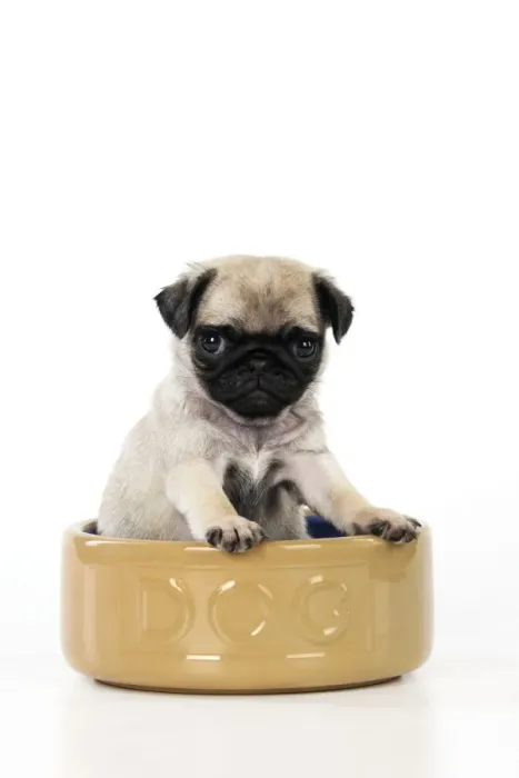 Framed Print : DOG. Pug puppy ( 6 wks old ) in a large dog bowl Framed Print : DOG. Pug puppy ( 6 wks old ) in a large dog bowl