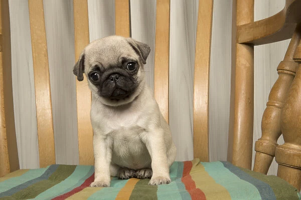 Dog Pug Puppy 8 Weeks Old In A Chair Date 14703538