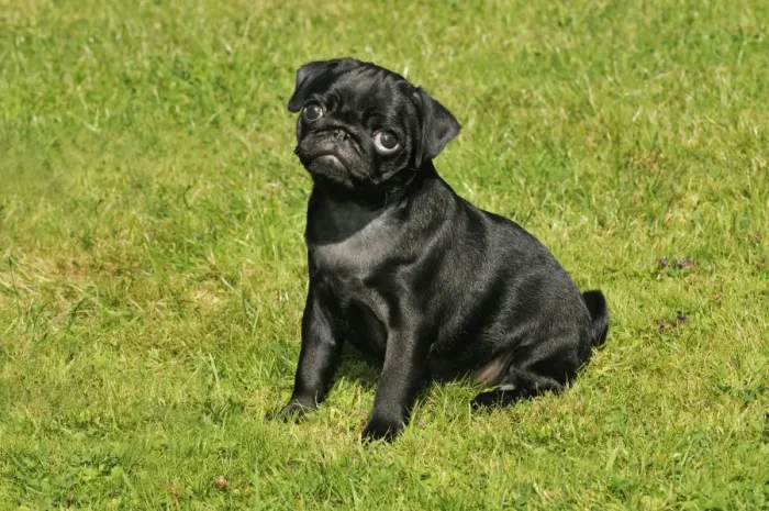 Framed Print : DOG. Pug puppy ( 8 wks old ) Framed Print : DOG. Pug puppy ( 8 wks old )