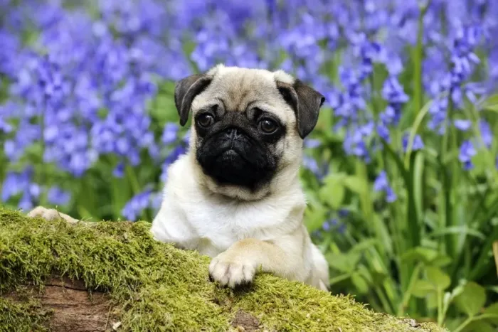 Framed Print : DOG. Pug puppy in bluebells Framed Print : DOG. Pug puppy in bluebells