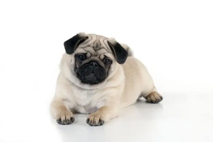 Framed Print : DOG - Pug puppy laying down Framed Print : DOG - Pug puppy laying down