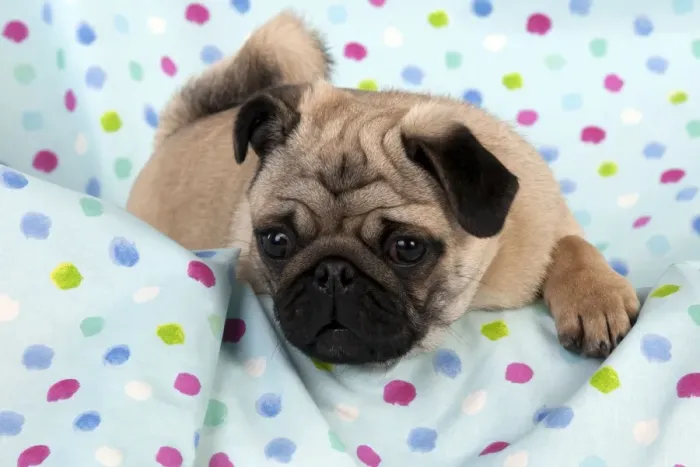 Framed Print : DOG - Pug puppy on spotted blanket Framed Print : DOG - Pug puppy on spotted blanket
