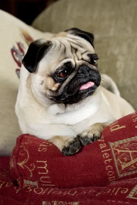 Framed Print : Dog - Pug sitting on pillow Framed Print : Dog - Pug sitting on pillow