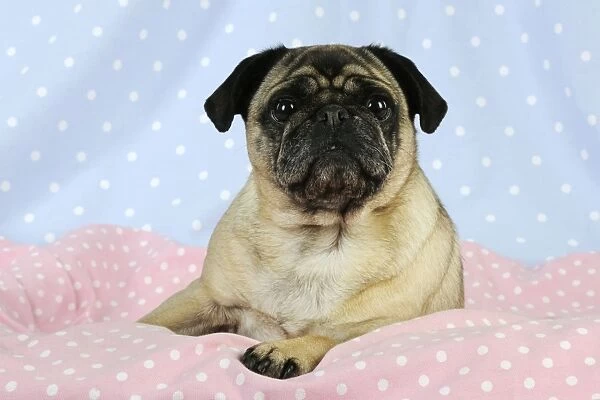 DOG. Pug sitting on pink blanket