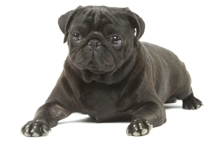 Framed Print : Dog - Pug in studio