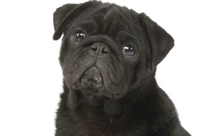 Framed Print : Dog - Pug in studio Framed Print : Dog - Pug in studio